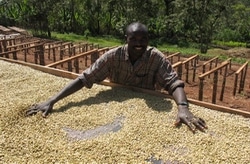Ethiopia Coffee Farming Beds