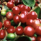 ripe coffee cherrys